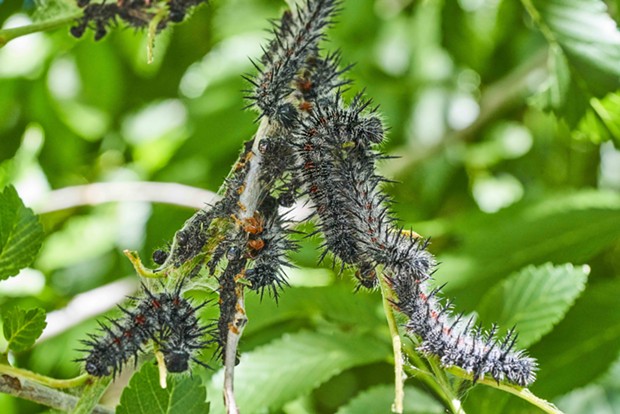Mourning cloak caterpillars mobbing elm branch. - PHOTO BY ANTHONY WESTKAMPER