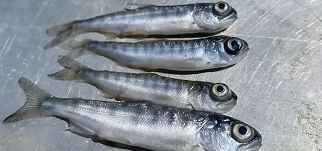 'Witnessing the Collapse'