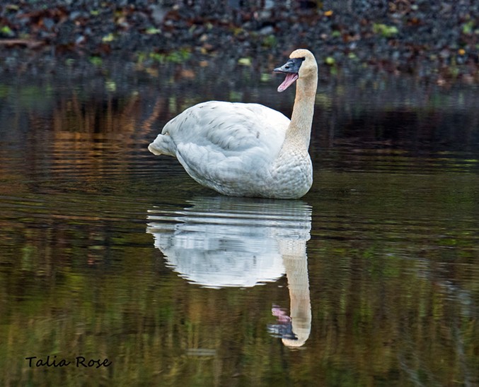 Swan at Benbow