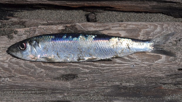 The shiny Pacific herring.