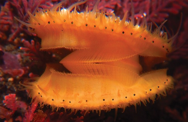An opened free-swimming juvenile scallop.