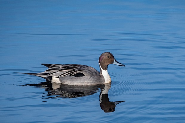 The northern pintail is "considered by many to be the most elegant of all our ducks" (Burton and Anderson).