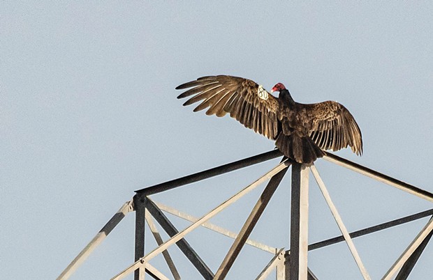 This turkey vulture No. 80, sighted on a power-line tower recently at the Arcata Marsh, was trapped and tagged on July 13, 2011 in Korbel as part of the research efforts of the Yurok Tribe Northern California Condor Restoration Program.