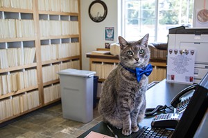 The cat's meow: Sunny Brae Animal Clinic won Best Veterinarian. - PHOTO BY JILLIAN BUTOLPH