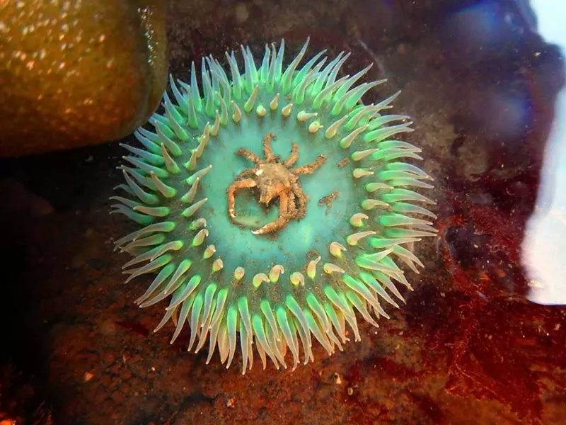Giant green anemone with spider crab: We've noticed these small spider crabs associated with giant green anemones a couple of times. - PHOTOGRAPH BY MIKE, JULIE AND JEN KELLY