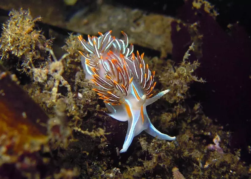 Hermissenda sea slug. - PHOTOGRAPH BY MIKE, JULIE AND JEN KELLY