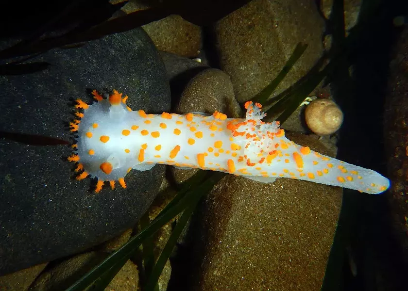 Yellow-edged Cadlina sea slug. - PHOTOGRAPH BY MIKE, JULIE AND JEN KELLY