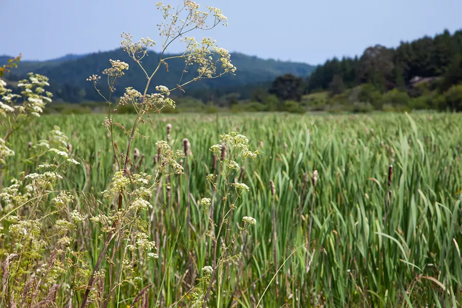 Hookton Slough flora. - AMY KUMLER