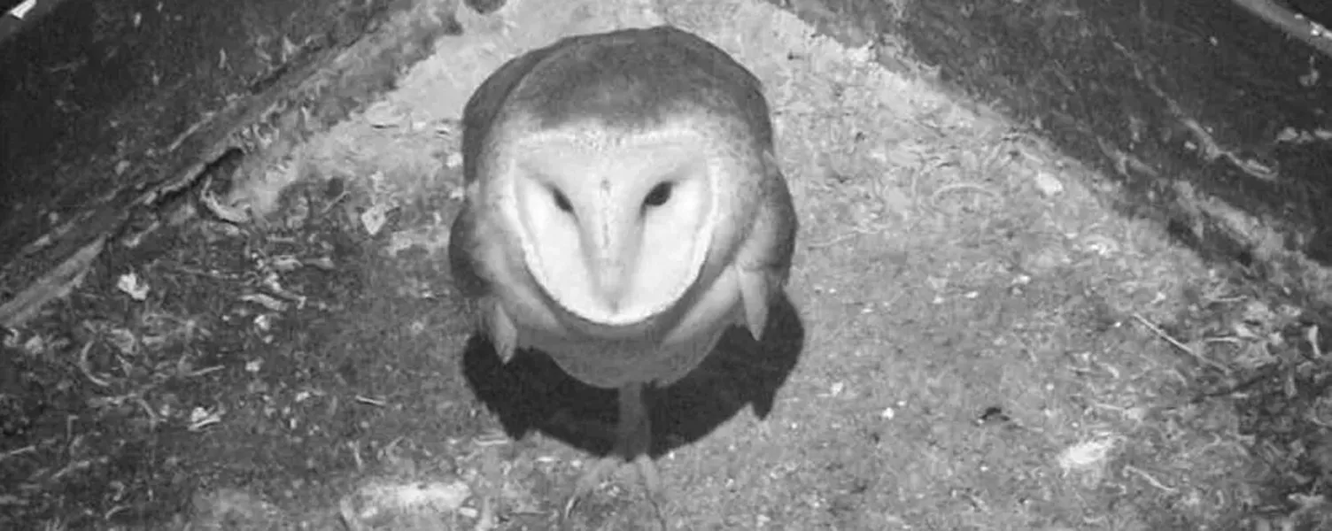 Owls Of The Bell Tower News North Coast Journal