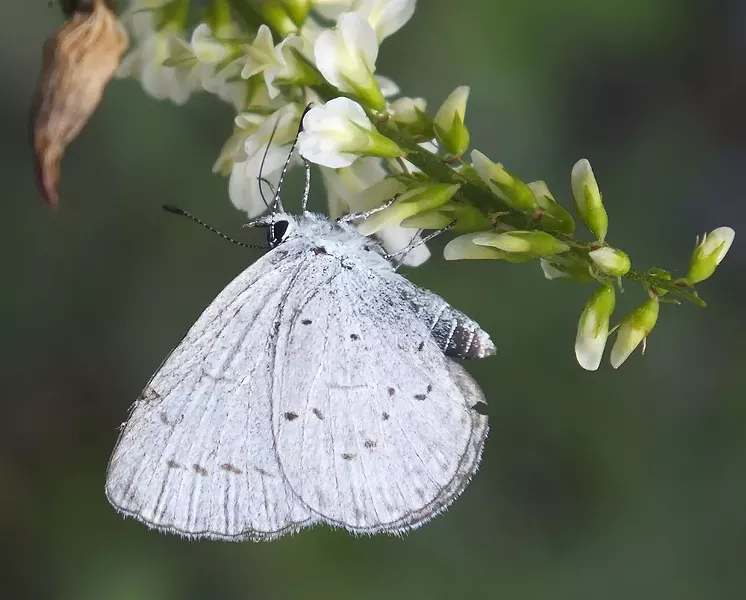 A Celastina echo butterfly as we usually see them. - PHOTO BY ANTHONY WESTKAMPER