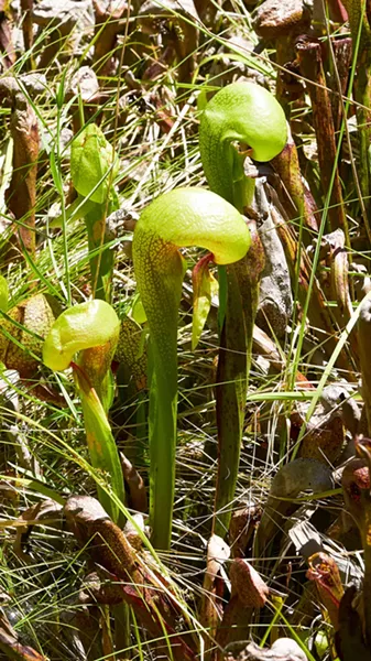 Closeup of a fully developed "hood"; the tongues will redden with sun exposure. - PHOTO BY ANTHONY WESTKAMPER
