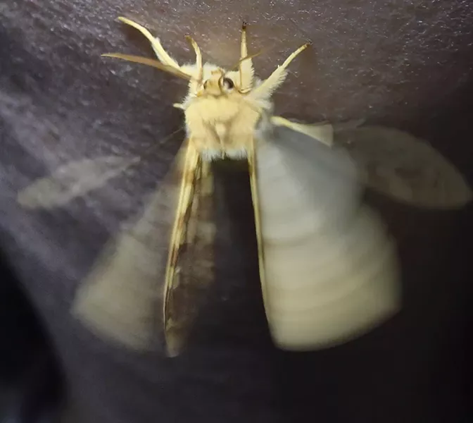 A yellow spotted tiger moth on my patient wife's leg. - PHOTO BY ANTHONY WESTKAMPER