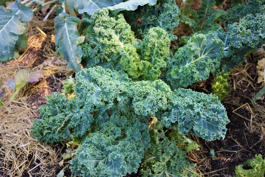 Kale from Matt Drummond's garden. - IRIDIAN CASAREZ