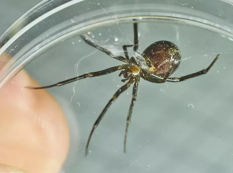 False black widow ventral side. Note: no red hourglass. - PHOTO BY ANTHONY WESTKAMPER