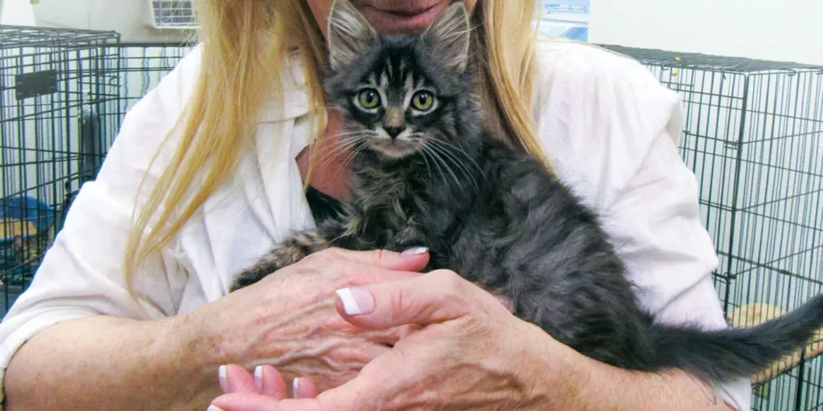 Strays | News | North Coast Journal Strays | News | North Coast Journal