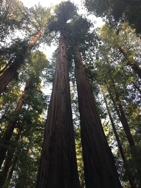 The California Federation of Women’s Clubs Grove. - PHOTO BY PERI ESCARDA