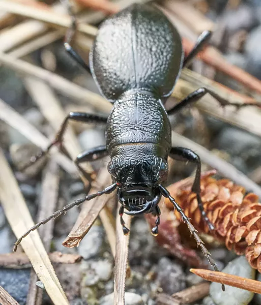 Face shot of California night stalking tiger beetle. - ANTHONY WESTKAMPER