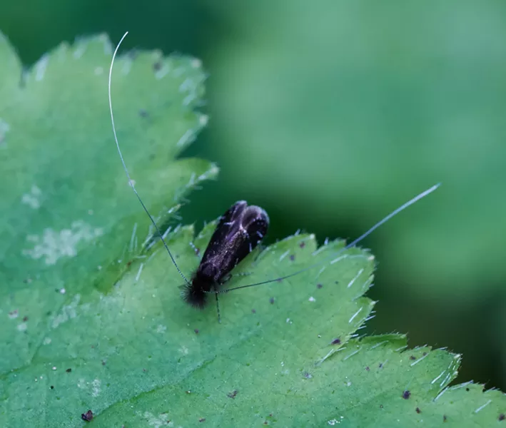 A fairy moth resting on an ocean spray leaf. - ANTHONY WESTKAMPER