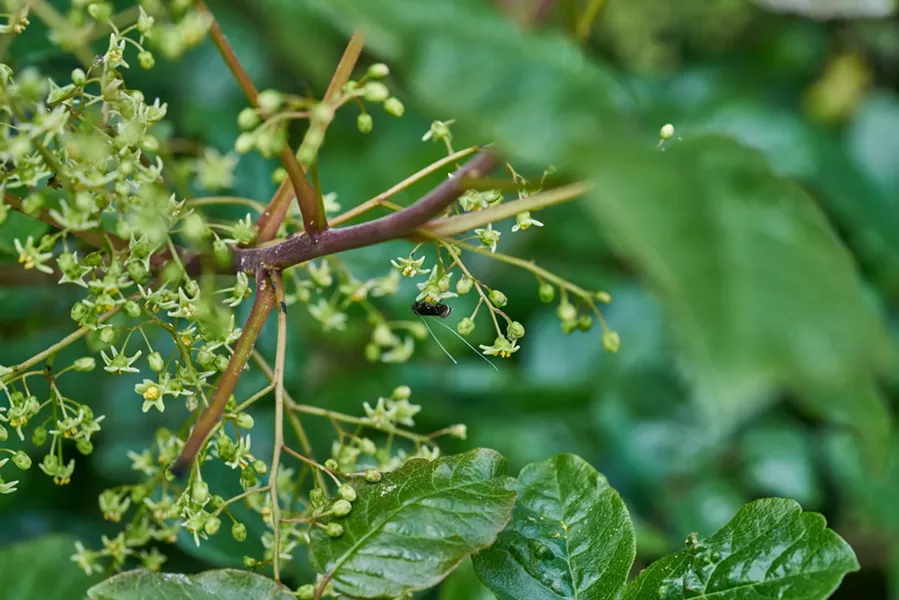 A fairy moth feeding on poison oak blossoms. - ANTHONY WESTKMPER