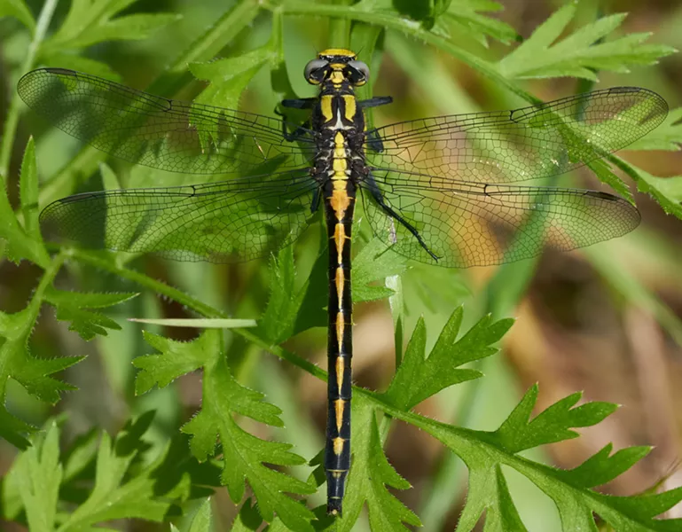 Female Pacific club tail. - ANTHONY WESTKAMPER