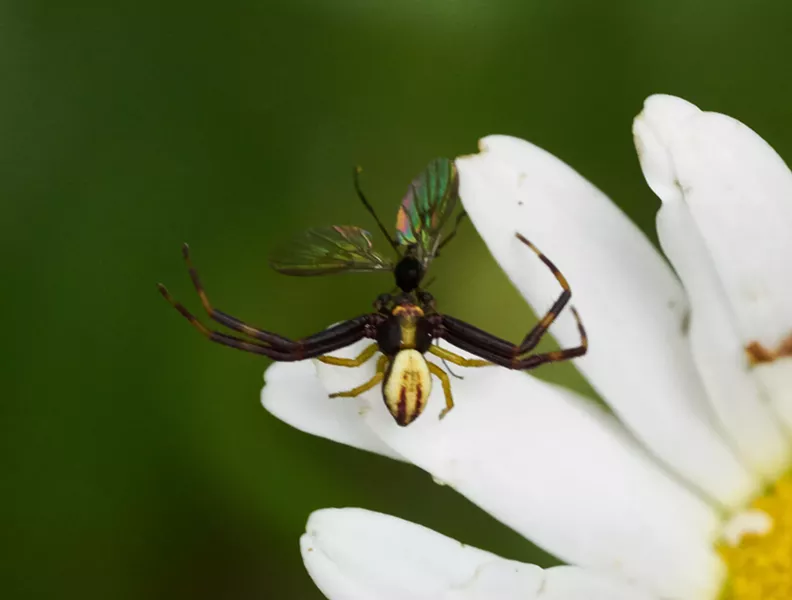 Much smaller male crab spider with prey on a daisy. - ANTHONY WESTKAMPER