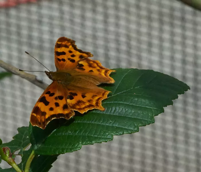Angelwing butterfly. - ANTHONY WESTKAMPER