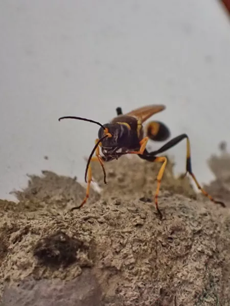 Mud dauber applying mud to her nest. - ANTHONY WESTKAMPER