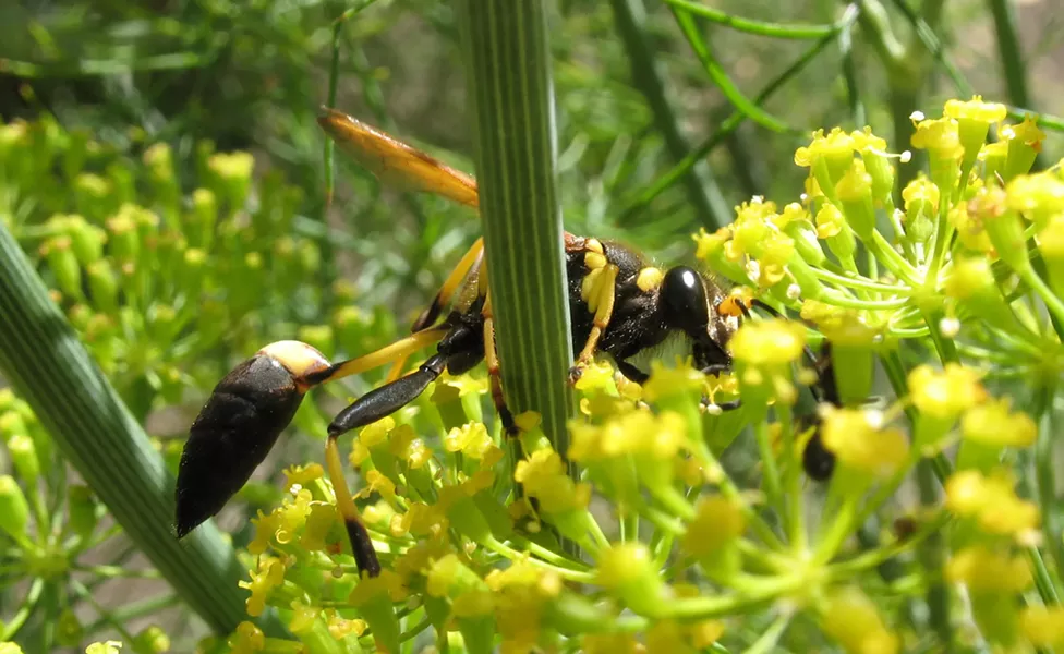 Mud dauber sipping nectar from dill in my garden. - ANTHONY WESTKAMPER