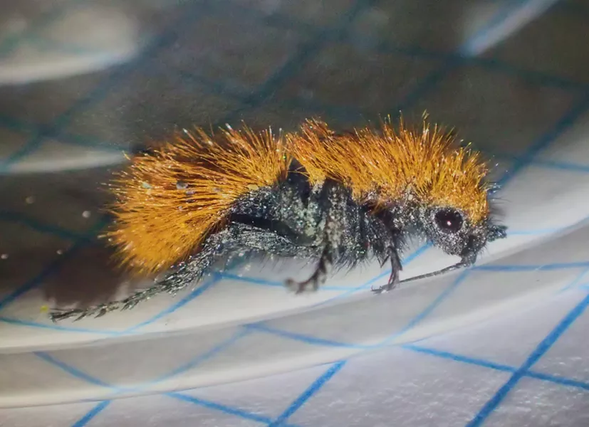 Cute little fuzzy velvet ant. Don't let her looks fool you. She packs a wallop. - ANTHONY WESTKAMPER