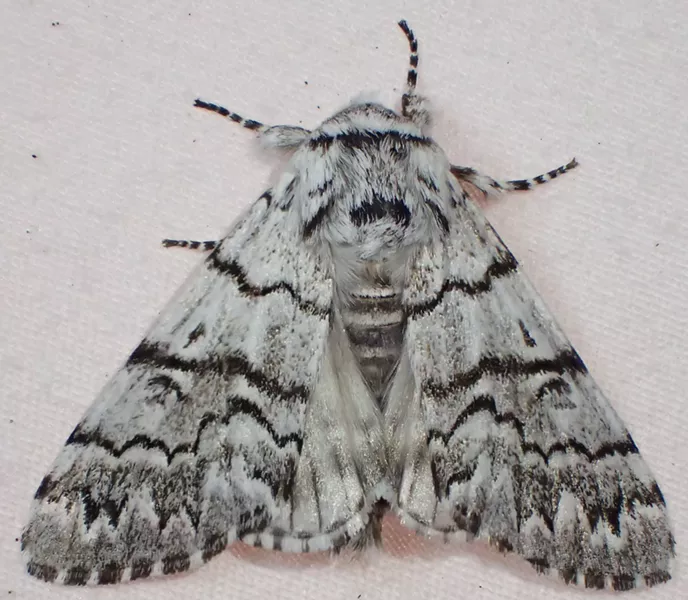 A nocturnal moth I believe to be Panthea virginarius portlandia or a close relative. - ANTHONY WESTKAMPER