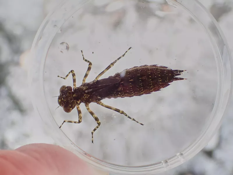 Same dragonfly larva. An immature darner, species unknown. - ANTHONY WESTKAMPER