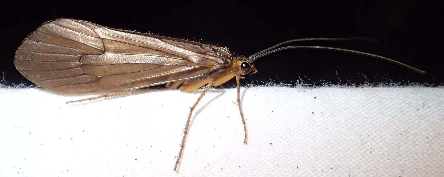 Large caddisfly with plain wings. - ANTHONY WESTKAMPER