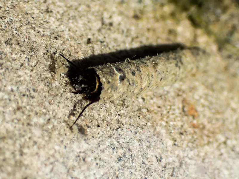 A caddisfly larva its its house of sand. - ANTHONY WESTKAMPER