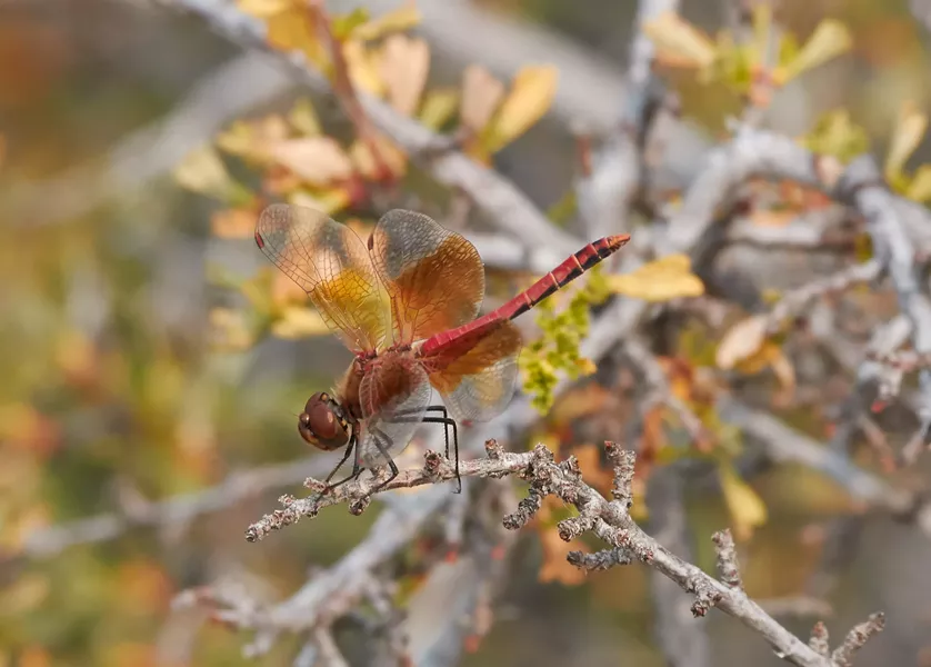 Band winged meadowhawk. - ANTHONY WESTKAMPER