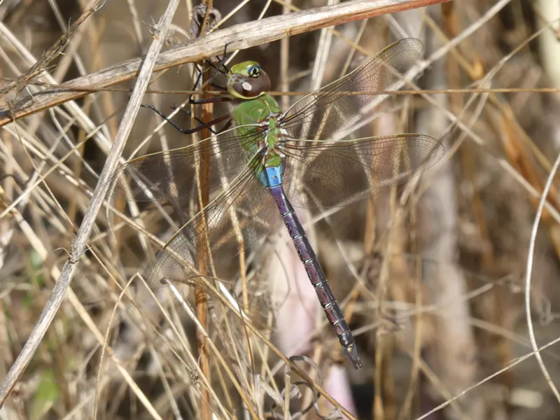 Common green darner (Anax junius). - ANTHONY WESTKAMPER