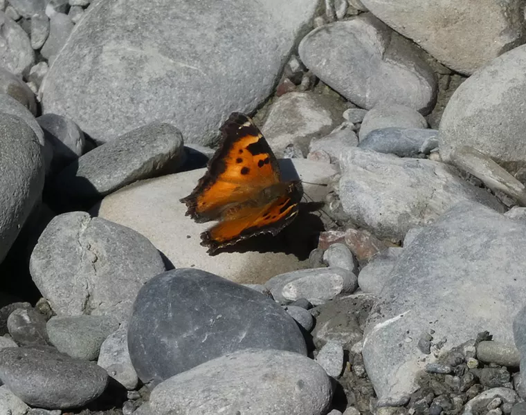 California tortoise shell. - ANTHONY WESTKAMPER