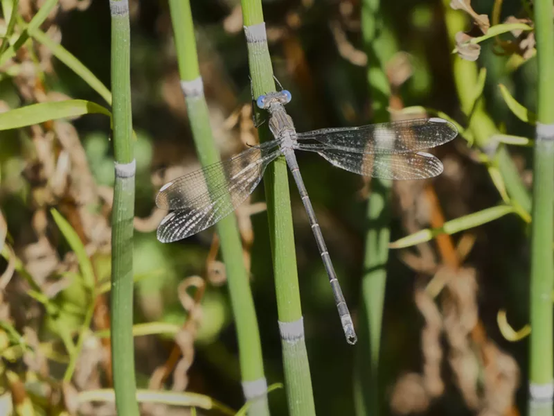 A delicate California spreadwing. - PHOTO BY ANTHONY WESTKAMPER