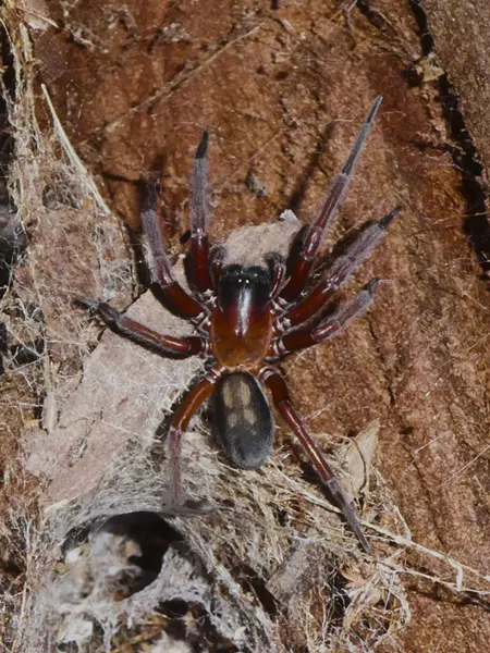 A redwood spider on redwood bark, its body about an inch long. - ANTHONY WESTKAMPER