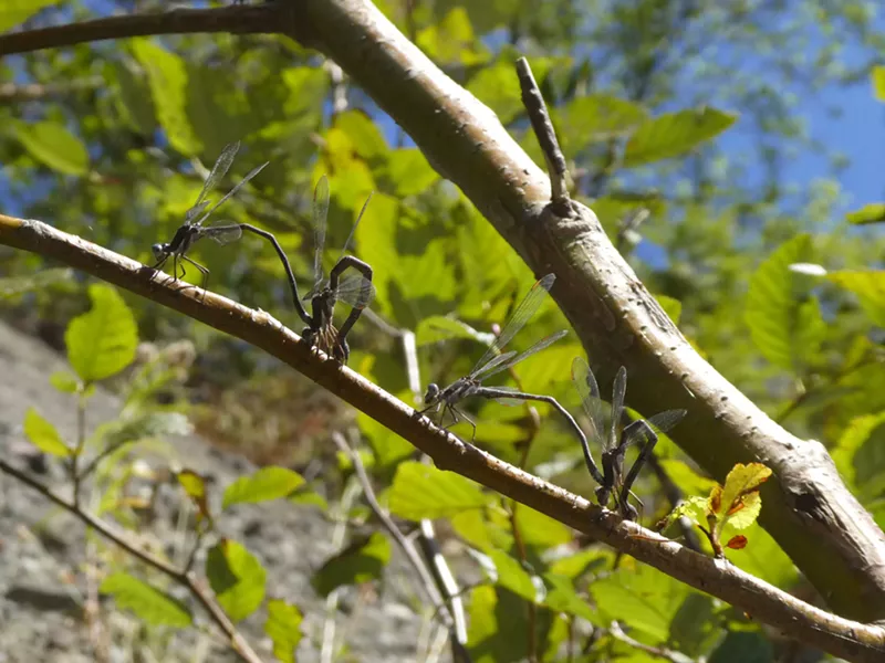 Male in front, female inserting eggs into alder branch hanging over water. - ANTHONY WESTKAMPER