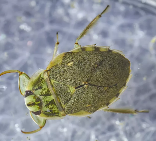 Adult creeping water bug. - ANTHONY WESTKAMPER