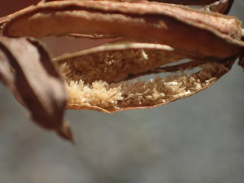 The pollinated seed pod of a chatterbox orchid. - ANTHONY WESTKAMPER