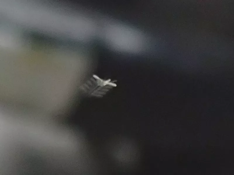 A 1/100 second of a teensy gnat in flight showing its 500-per-second wing beats. - ANTHONY WESTKAMPER
