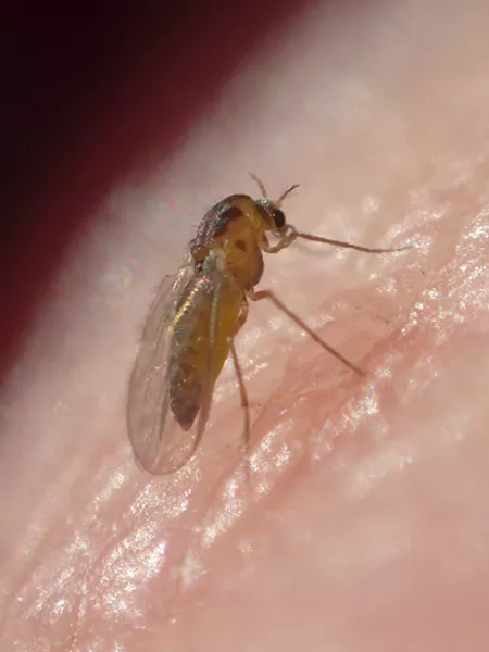 A teensy gnat dwarfed by the ridges of my fingerprints. - ANTHONY WESTKAMPER