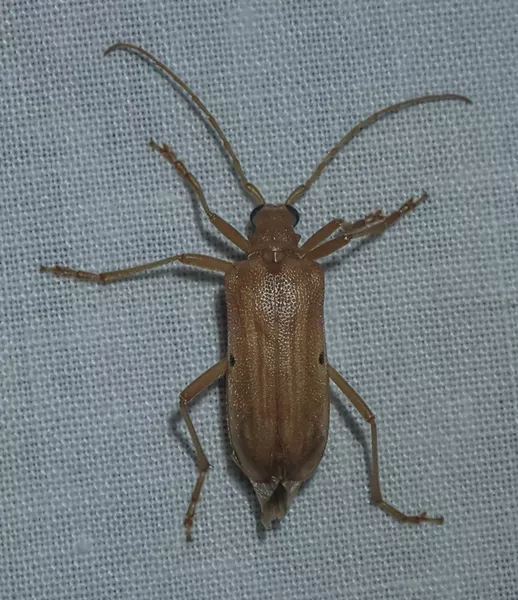 Yellow Douglas-fir borer (Centrodera sprucus), a type of cerambycid beetle. - PHOTO BY ANTHONY WESTKAMPER