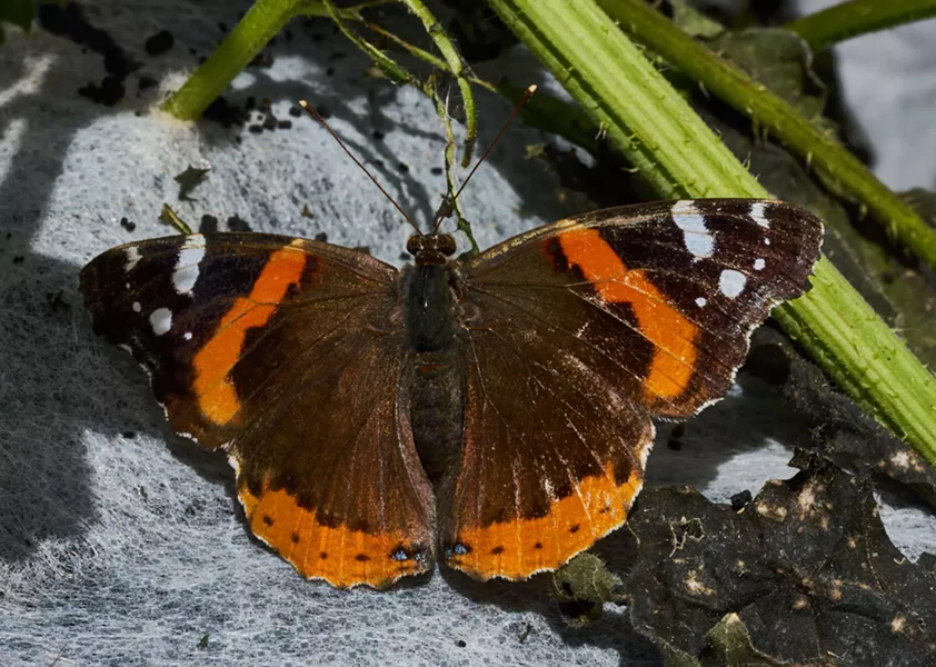 Red Admiral (Vanessa atalanta) photo taken back in summer at the College of the Redwoods' butterfly house. - PHOTO BY ANTHONY WESTKAMPER