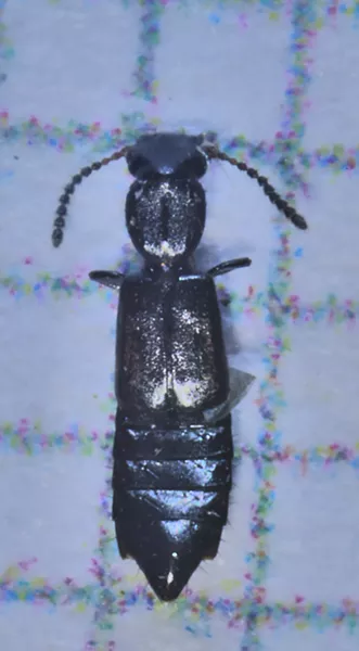 A rove beetle; note the squares in the background are 1 millimeter each. - PHOTO BY ANTHONY WESTKAMPER