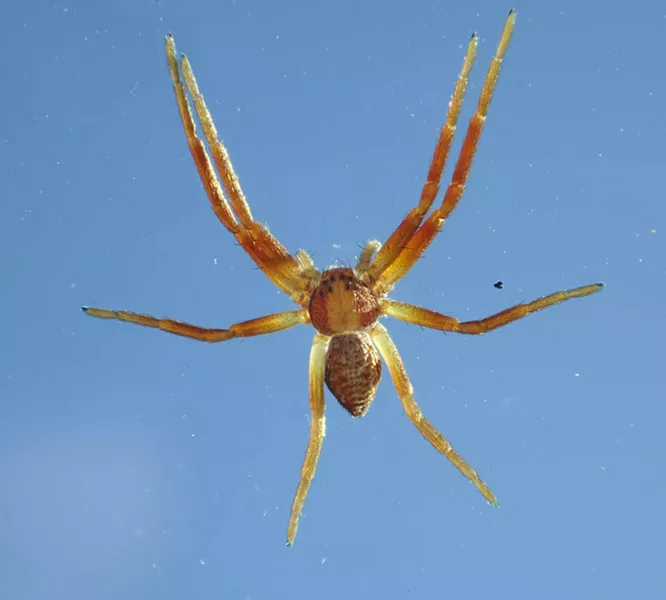 A running crab spider on the windshield. - PHOTO BY ANTHONY WESTKAMPER