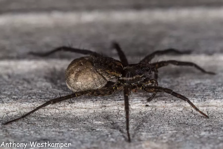 A female wolf spider carrying her egg case behind her abdomen. - PHOTO BY ANTHONY WESTKAMPER