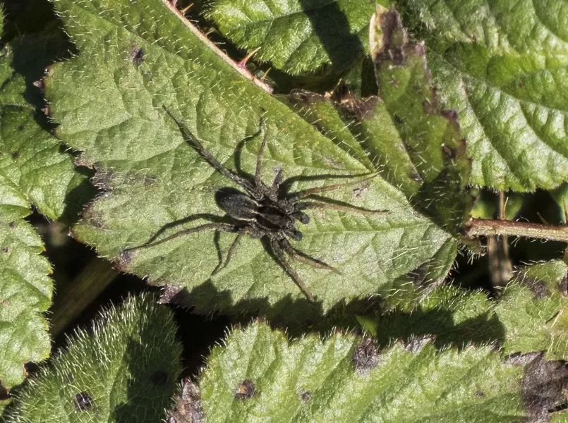 Wolf spider on a blackberry leaf. - PHOTO BY ANTHONY WESTKAMPER