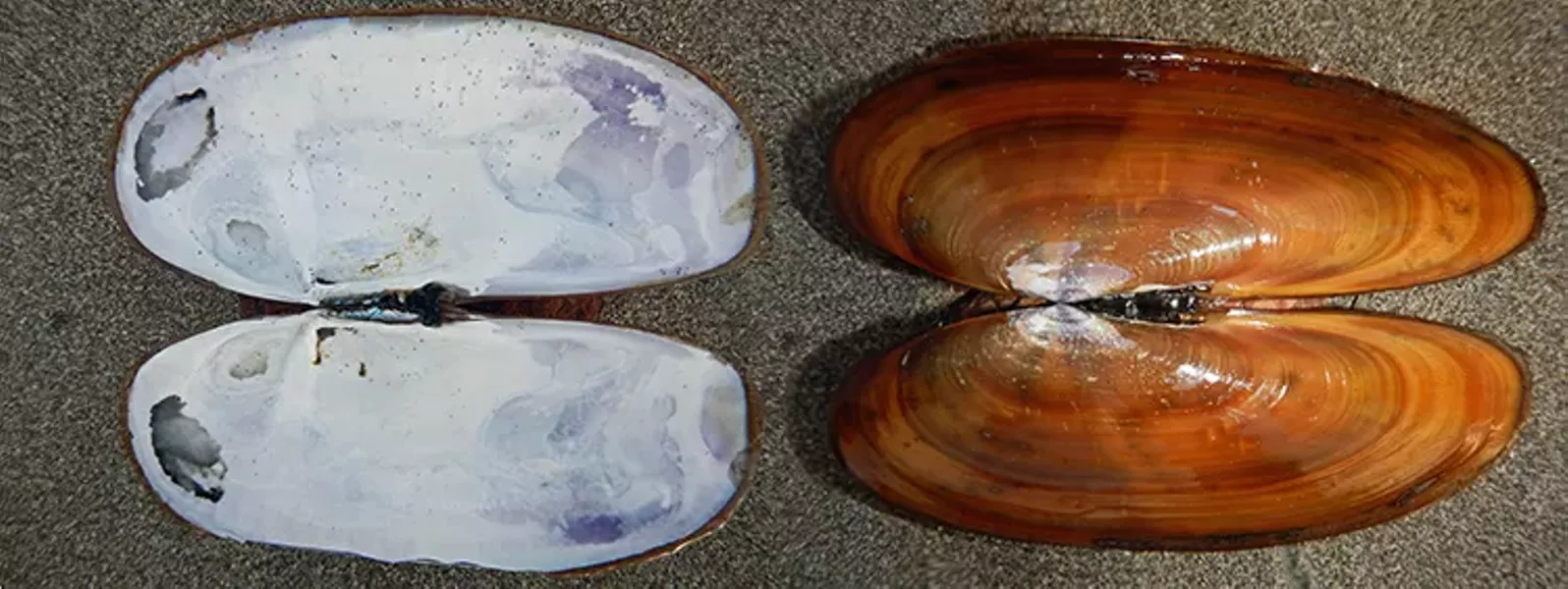 Dig Those Razor Clams Washed Up North Coast Journal